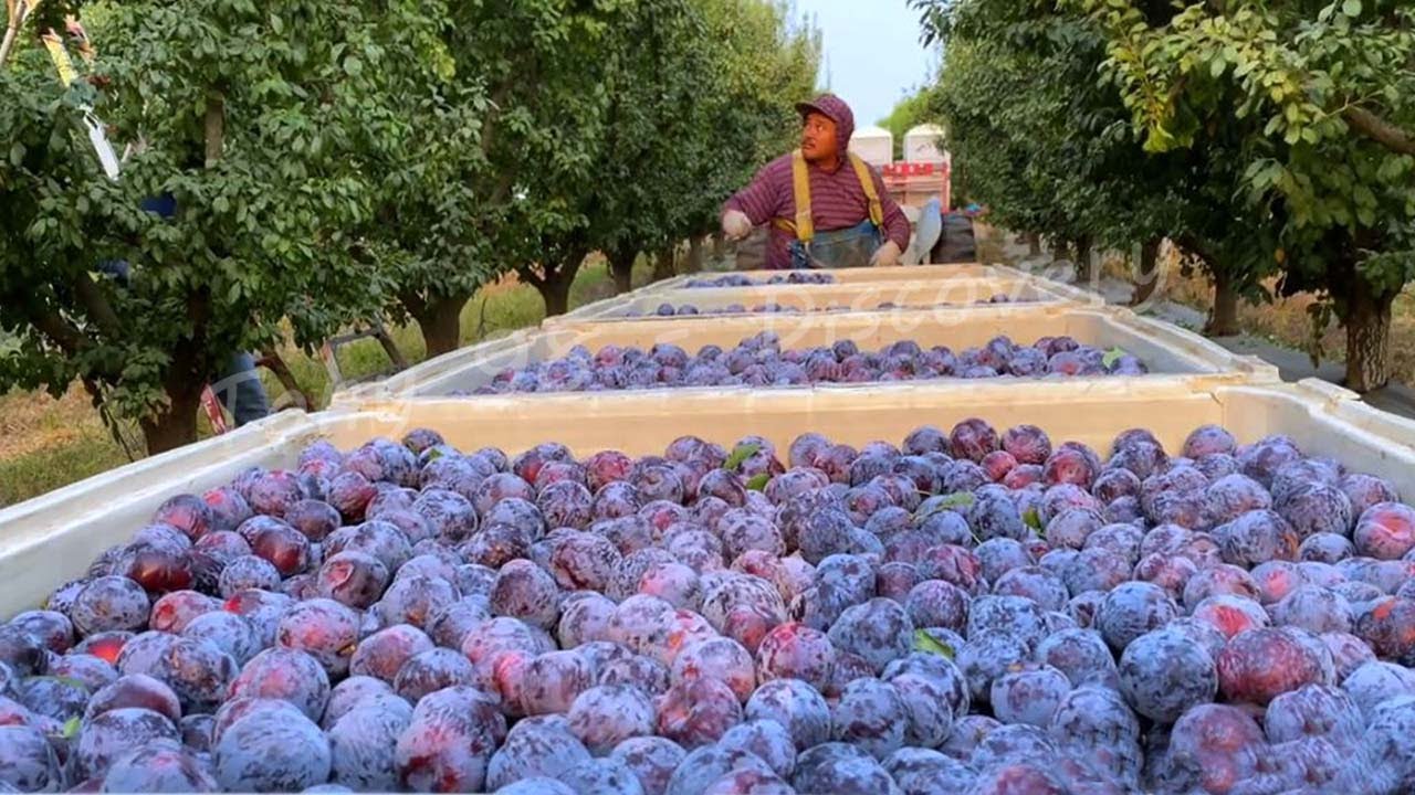 Prune Sourcing